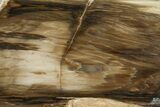 Polished, Petrified Wood (Metasequoia) Stand Up - Oregon #185141-1